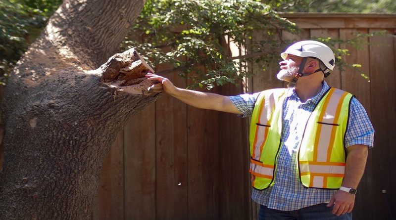 Tree Service Janesville Expert Local Tree Care You Can Trust