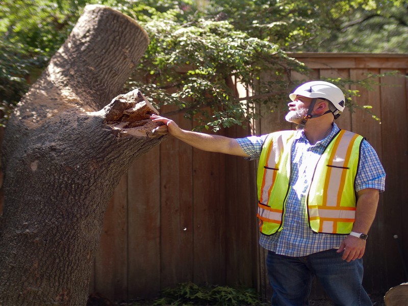 Tree Service Janesville Expert Local Tree Care You Can Trust