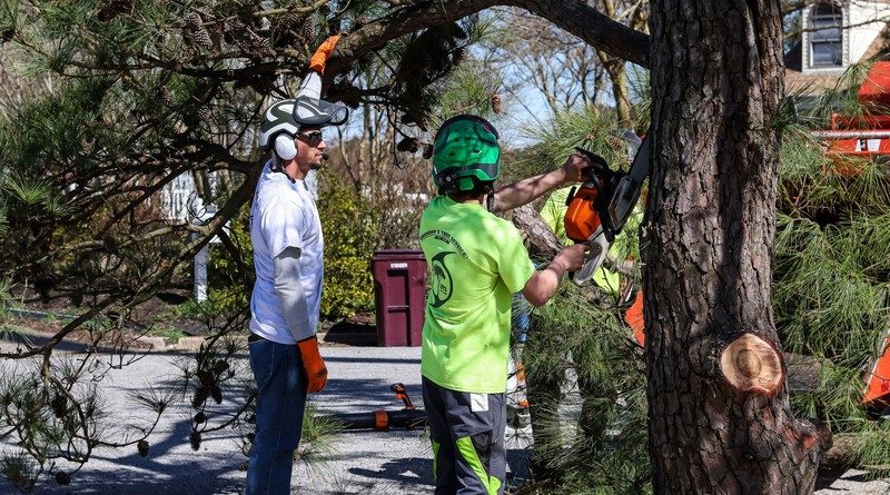Expert Tree Removal in Springfield for Homes and Businesses