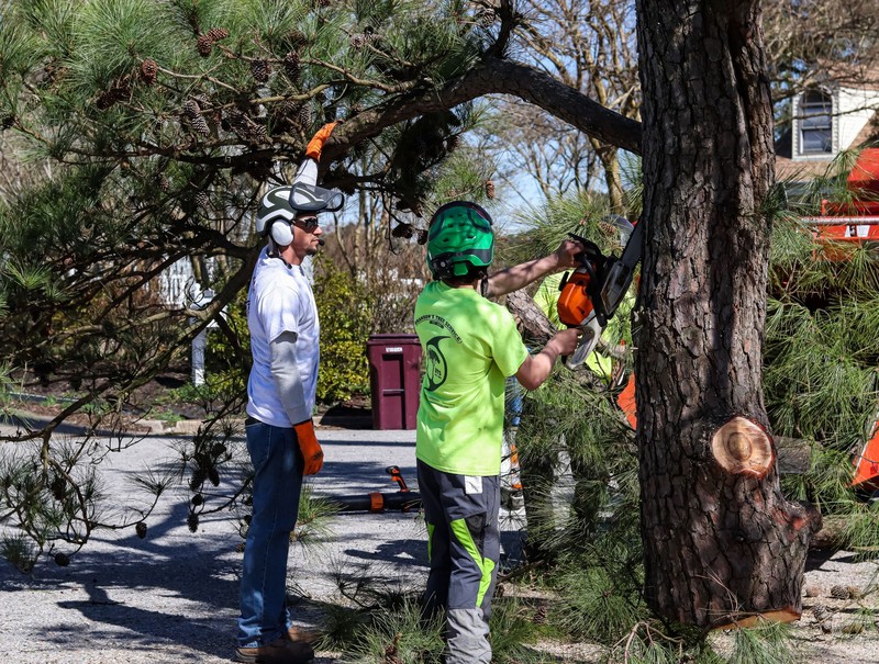 Expert Tree Removal in Springfield for Homes and Businesses
