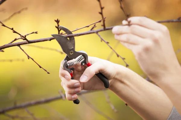 Tree Removal Services Near Me 24/7 Emergency Tree Support