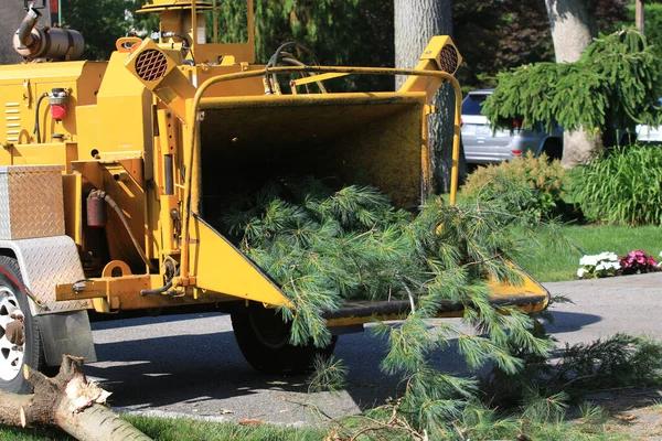 Best Tree Service South Lake Tahoe for Healthy & Beautiful Landscapes