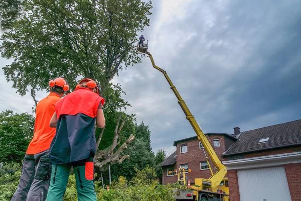 Why Professional Emergency Tree Services Matter After Storms