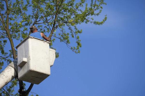 Expert Tree Removal Mobile Services for Safer Outdoor Spaces