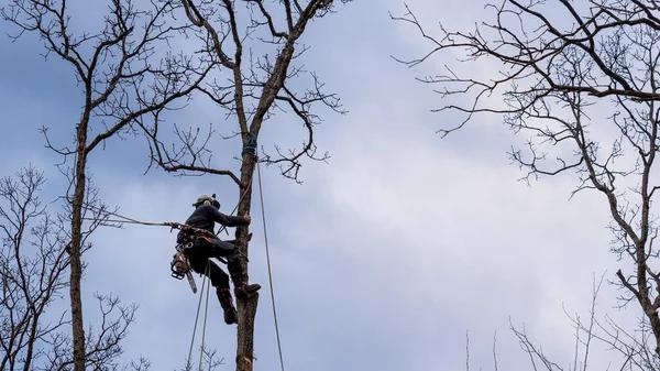 Expert Tree Services for Better Tree Health and Property Care