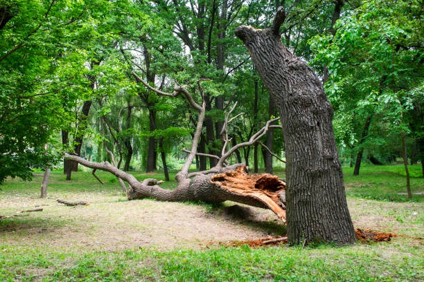 Professional Tree Removal Mobile to Protect Your Home and Landscape